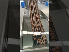 egg breaking machine vertical type