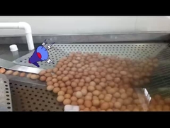 liquid egg process plant with egg breaker and pasteurization